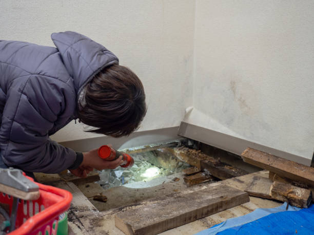 Professional Mold Removal in Wilmington, OH