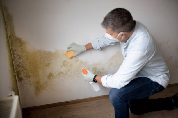  Wilmington, OH Mold Removal Pros